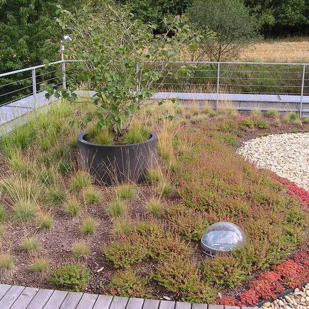 EFH Lelekovice - Dachgarten mit natürlich wachsender Vegetation und Blumen