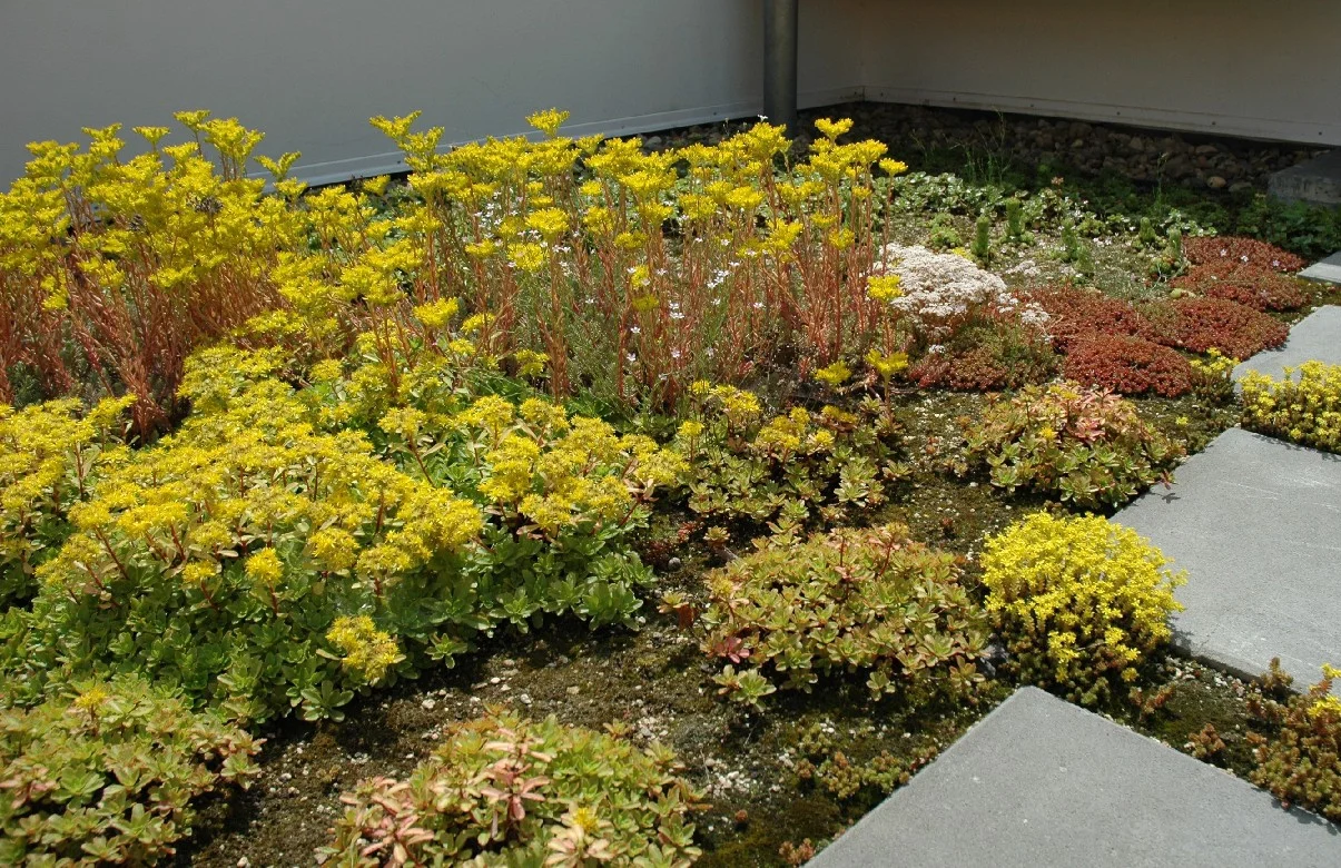 EON, Prag Smíchov, Blumenwand - Dachgarten mit Gras-Kräuter-Bewuchs EON, Prag Smíchov - Dachgarten mit Gras-Kräuter-Bewuchs