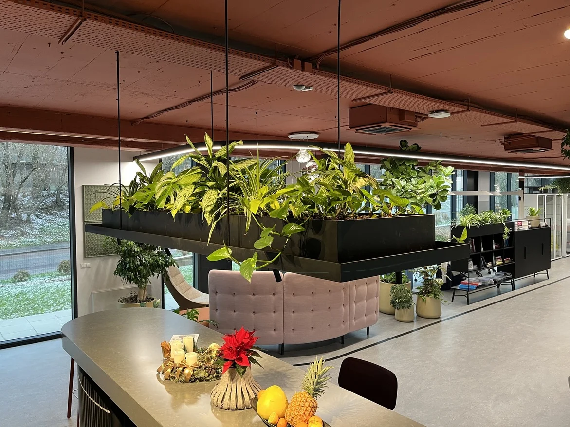 EON, Prag Smíchov, Gruppenbepflanzung mit Zimmerpflanzen im Büro EON, Prag Smíchov - Gruppenbepflanzung mit Zimmerpflanzen im Büro