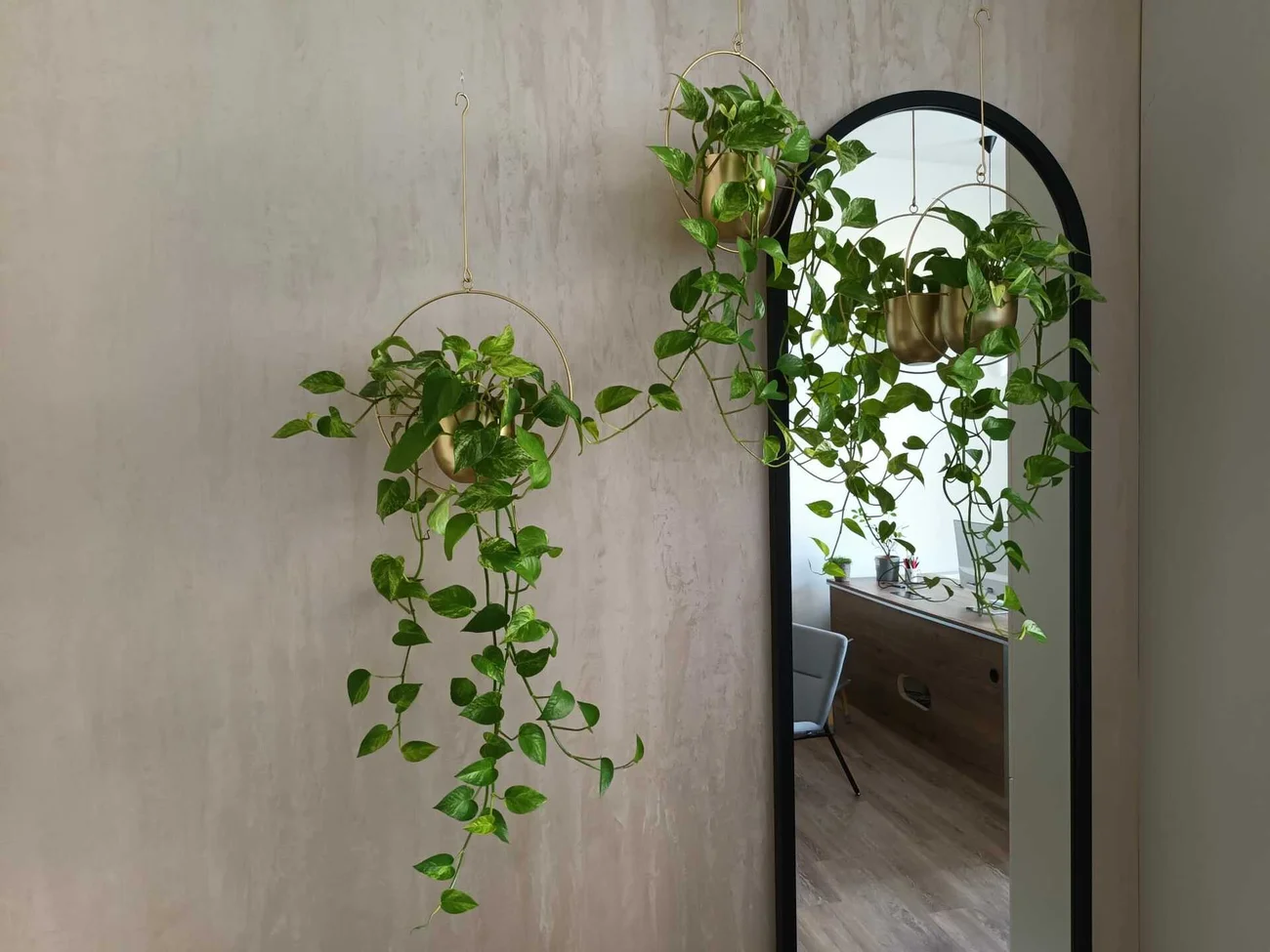 Pflanzenbild, Privatwohnung - Hängegefäß mit Pflanze als Deckenbepflanzung Pflanzenbild, Privatwohnung - Hängegefäß mit Pflanze als Deckenbepflanzung